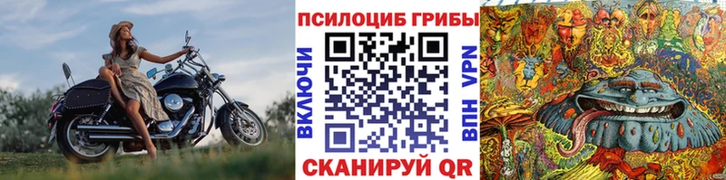 как найти закладки  Алейск  Псилоцибиновые грибы Cubensis 